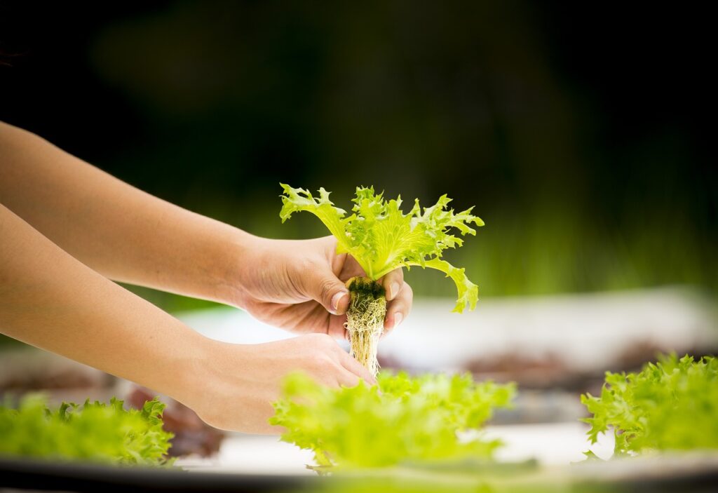 Hydroponics in plants