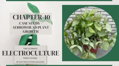 Chapter 10: Case Study - Arrowhead Plant Growth